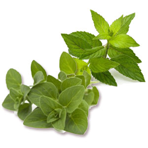 OREGANO PERENNIAL AND HERBS MACHINE